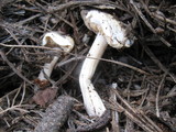 Rhodocollybia maculata image