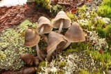 Mycena excisa image