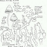Mycena excisa image