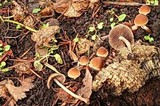 Psathyrella olympiana image