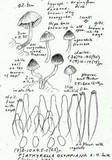 Psathyrella olympiana image