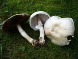 Agaricus osecanus image