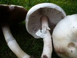 Agaricus osecanus image