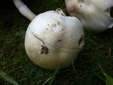 Agaricus osecanus image