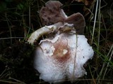 Agaricus porphyrizon image