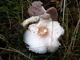 Agaricus porphyrizon image