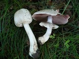 Agaricus impudicus image