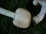 Agaricus impudicus image
