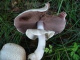 Agaricus impudicus image