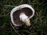 Agaricus pseudopratensis image