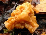 Gyromitra korfii image