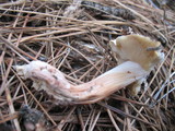 Rhodocollybia maculata image