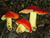 Hygrocybe laetissima image