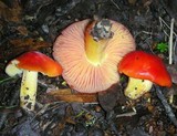 Hygrocybe laetissima image