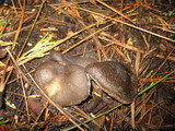 Clitocybe glacialis image