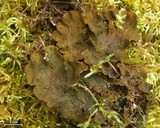 Peltigera evansiana image