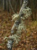 Ramalina dilacerata image