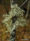 Ramalina dilacerata image
