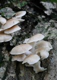 Pleurotus pulmonarius image