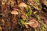 Psathyrella senex image