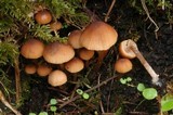 Psathyrella senex image