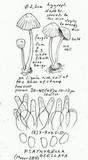 Psathyrella senex image