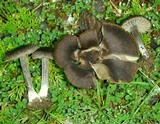Nolanea fusciceps image