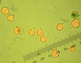 Nolanea fusciceps image
