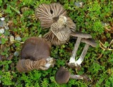 Nolanea fusciceps image
