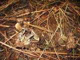 Clitocybe glacialis image