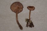 Inocephalus cystomarginatus image