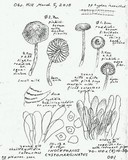 Inocephalus cystomarginatus image