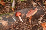 Limacella delicata var. glioderma image