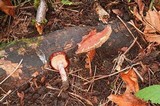 Limacella delicata var. glioderma image