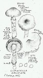 Limacella delicata var. glioderma image