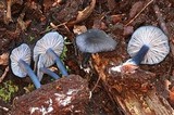 Entoloma serrulatum image