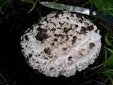 Amanita magniverrucata image