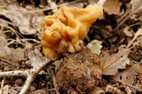 Gyromitra korfii image