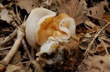 Gyromitra korfii image