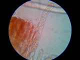 Gyromitra korfii image