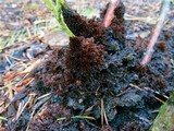 Thelephora terrestris image
