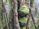 Phellinus igniarius image