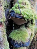 Phellinus igniarius image
