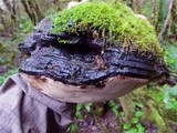 Phellinus igniarius image