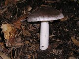 Amanita pachycolea image