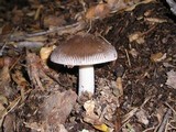 Amanita pachycolea image