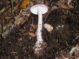 Amanita pachycolea image