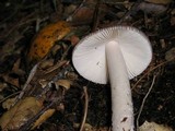 Amanita pachycolea image
