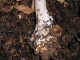 Amanita pachycolea image