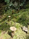 Craterellus fallax image